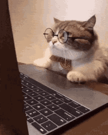 cat wearing glasses at computer